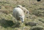 PICTURES/Scotland  Critters/t_P1300791.JPG
